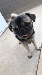 Lost Male Dog last seen Mesa Dr and 60. , Mesa, AZ 85206