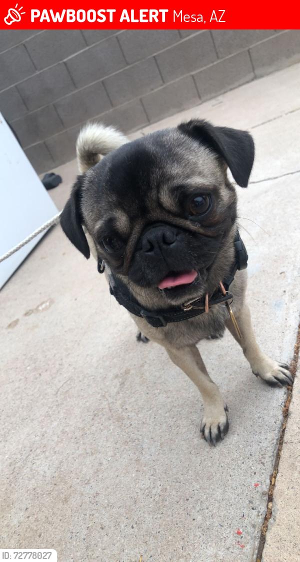Lost Male Dog last seen Mesa Dr and 60. , Mesa, AZ 85206