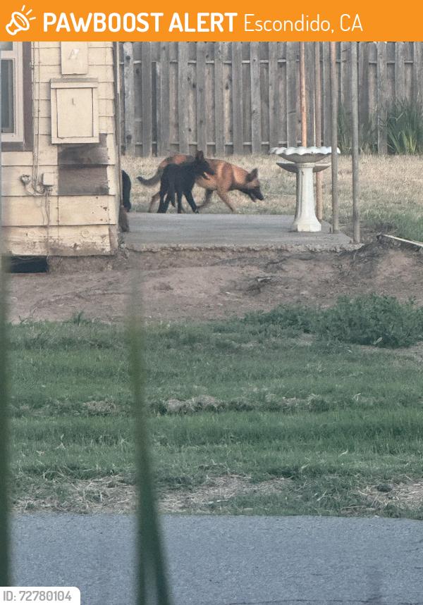 Found/Stray Unknown Dog last seen Rock springs hollow and rock springs rd. , Escondido, CA 92026