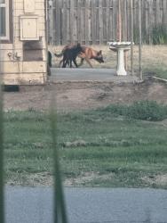 Found/Stray Unknown Dog last seen Rock springs hollow and rock springs rd. , Escondido, CA 92026