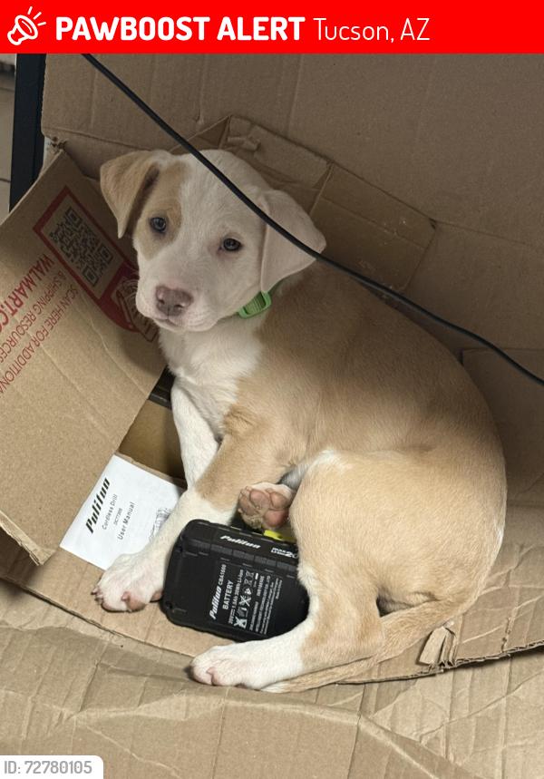 Lost Female Dog last seen 12th ave & 10th st, Tucson, AZ 85713