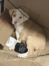 Lost Female Dog last seen 12th ave & 10th st, Tucson, AZ 85713