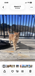 Lost Male Cat last seen Near sandpiper drive and 753 sandpiper drive, Miramar Beach, FL 32550