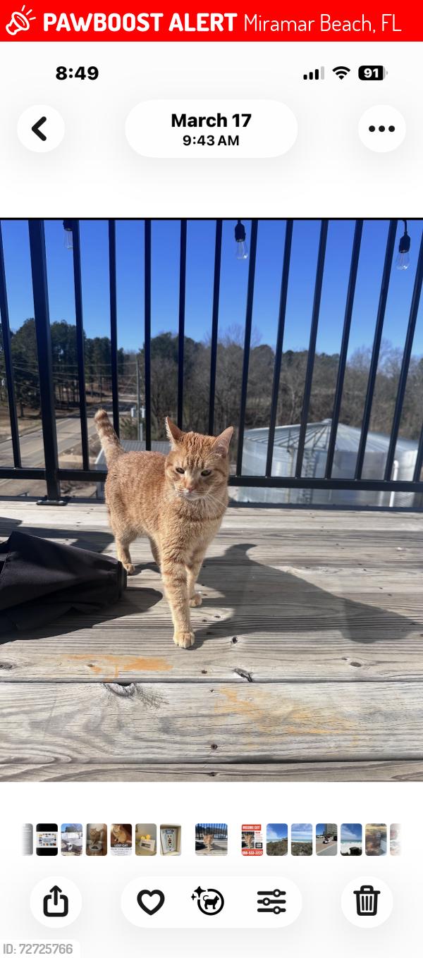 Lost Male Cat last seen Near sandpiper drive and 753 sandpiper drive, Miramar Beach, FL 32550