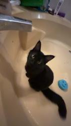 Lost Female Cat last seen Orchard Cove trailer park, Otisville, MI 48463