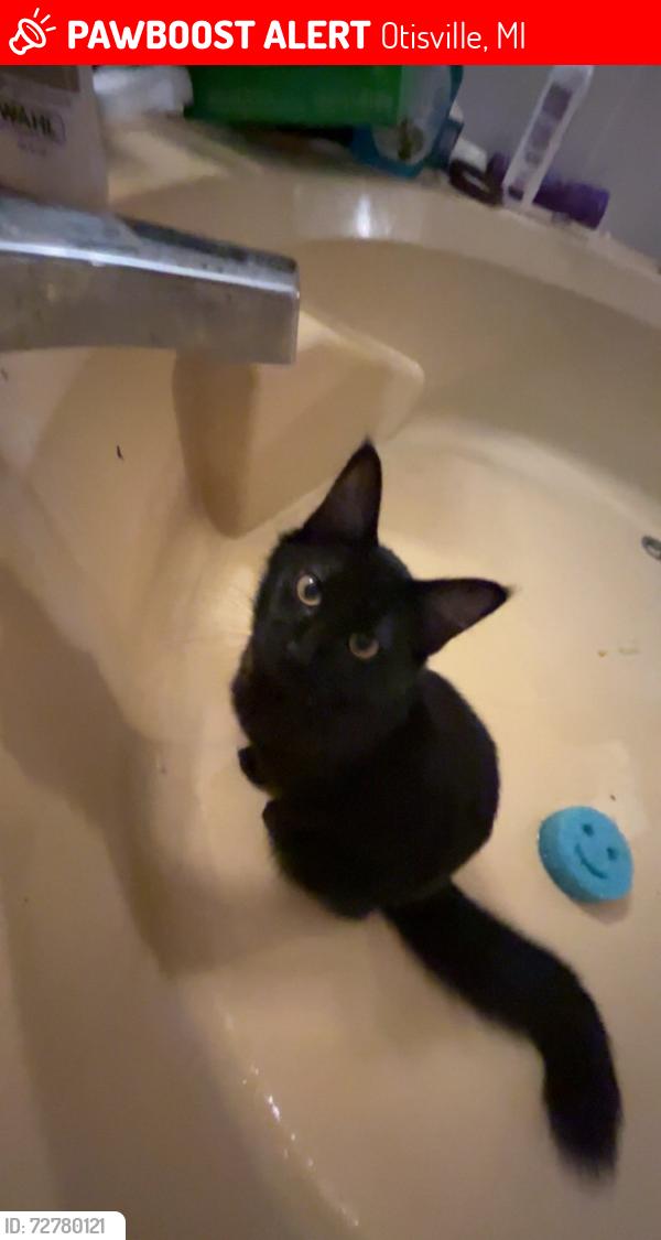 Lost Female Cat last seen Orchard Cove trailer park, Otisville, MI 48463
