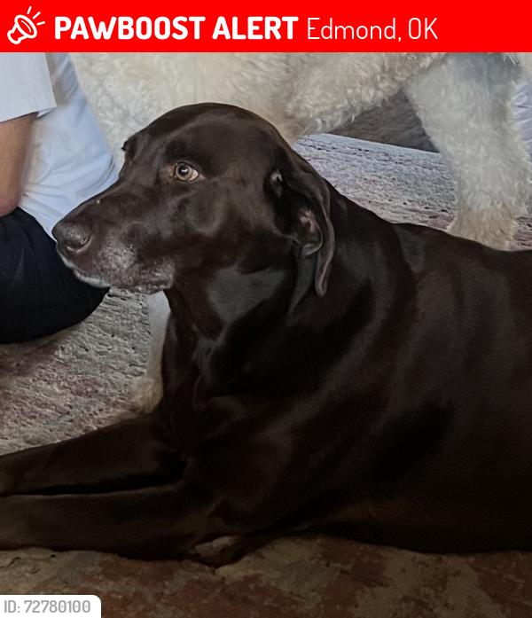 Lost Female Dog last seen Near Crossfield Ct, Edmond, OK 73025