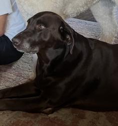 Lost Female Dog last seen Near Crossfield Ct, Edmond, OK 73025