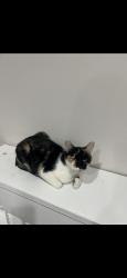 Lost Female Cat last seen Orchard terrace, Linden, NJ 07036