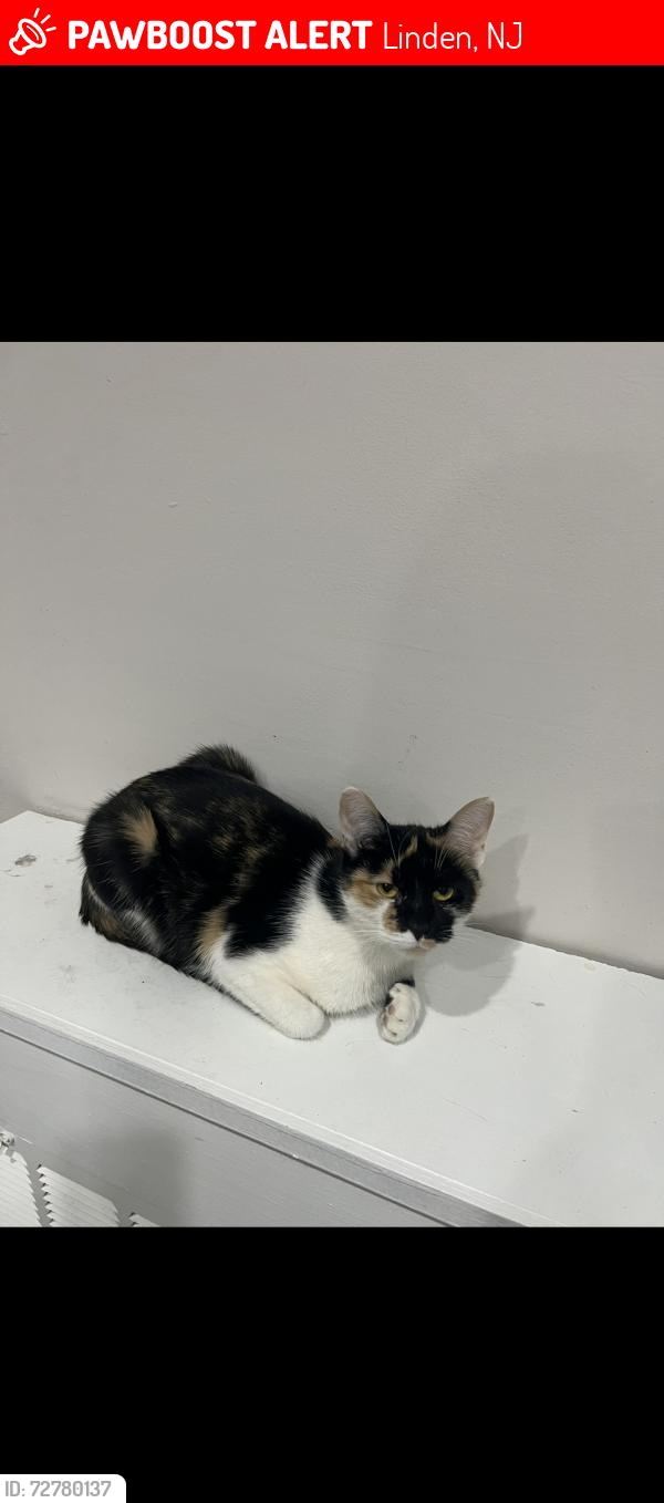 Lost Female Cat last seen Orchard terrace, Linden, NJ 07036