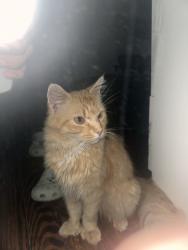 Lost Male Cat last seen Near Barnum ave, Bridgeport, CT 06608