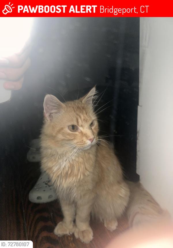 Lost Male Cat last seen Near Barnum ave, Bridgeport, CT 06608