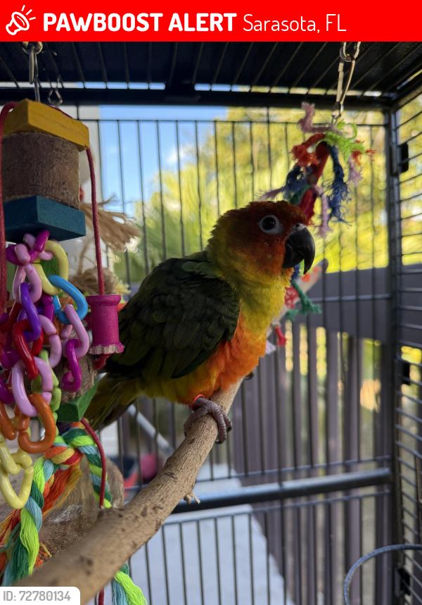 Lost Male Bird last seen Near Hidden Lake BLVD , Sarasota, FL 34237