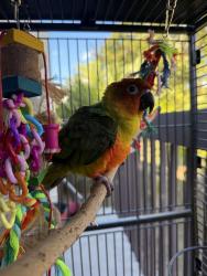 Lost Male Bird last seen Near Hidden Lake BLVD , Sarasota, FL 34237
