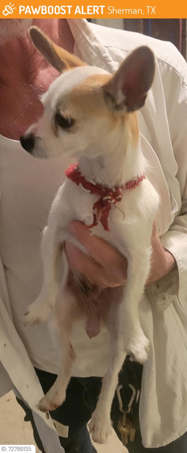 Found/Stray Male Dog last seen Belden & Blanton Pl, Sherman, TX 75090
