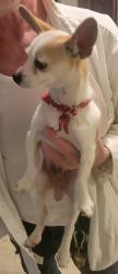 Found/Stray Male Dog last seen Belden & Blanton Pl, Sherman, TX 75090