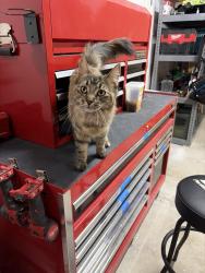 Found/Stray Female Cat last seen Satellite Drive & Vista Blvd, Sparks, NV 89434
