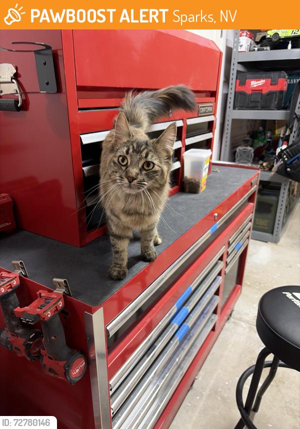 Found/Stray Female Cat last seen Satellite Drive & Vista Blvd, Sparks, NV 89434