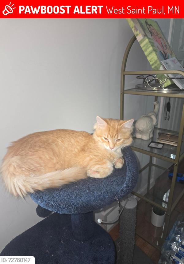 Lost Male Cat last seen Delaware Ave west Sain paul, West Saint Paul, MN 55102