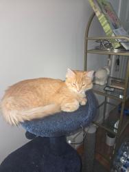Lost Male Cat last seen Delaware Ave west Sain paul, West Saint Paul, MN 55102