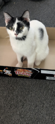 Lost Female Cat last seen Maple grove and Electric Ave, Lackawanna NY, Lackawanna, NY 14218
