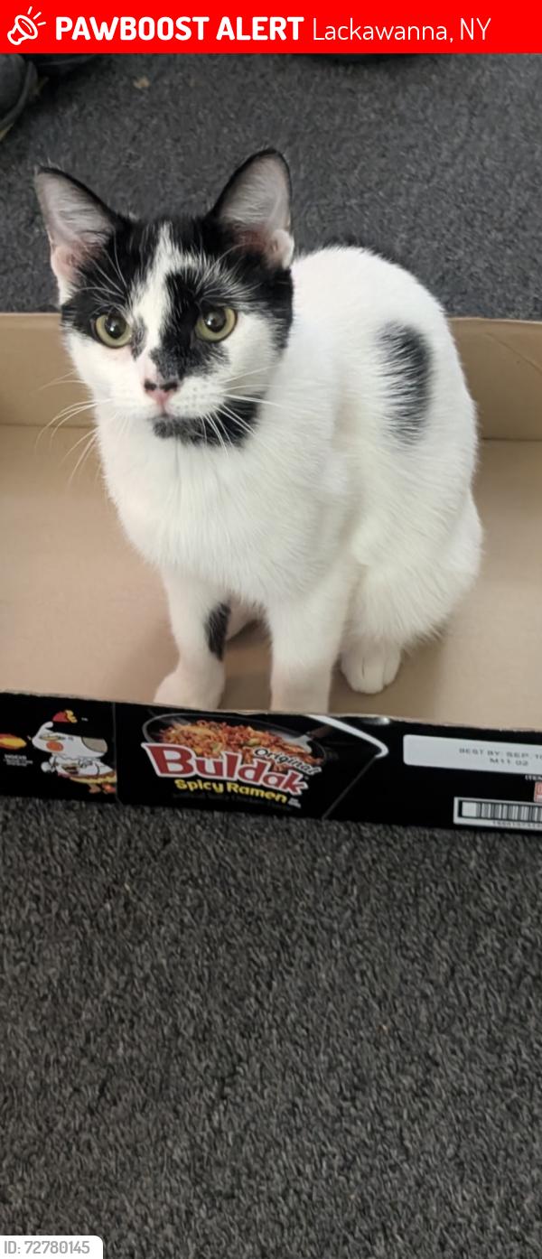 Lost Female Cat last seen Maple grove and Electric Ave, Lackawanna NY, Lackawanna, NY 14218