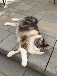 Lost Female Cat last seen Don Julio & Hillsbrook Dr, Antelope, CA 95843