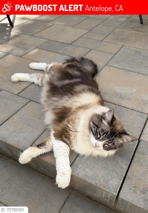 Lost Female Cat last seen Don Julio & Hillsbrook Dr, Antelope, CA 95843