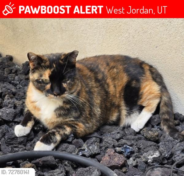 Lost Female Cat last seen Near Oquirrh Highlands Park/Oakshade Ln/Lionel St, West Jordan, UT 84081