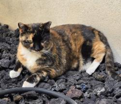 Lost Female Cat last seen Near Oquirrh Highlands Park/Oakshade Ln/Lionel St, West Jordan, UT 84081
