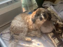 Lost Male Dog last seen 85-36 79th St, Queens, NY 11421