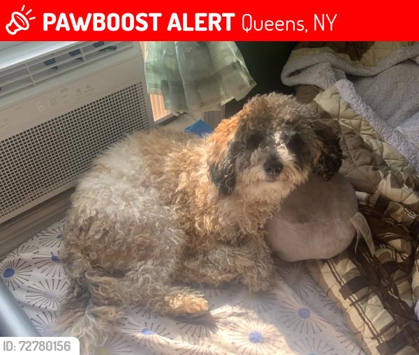 Lost Male Dog last seen 85-36 79th St, Queens, NY 11421