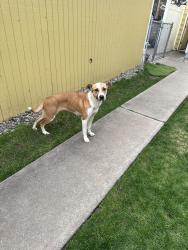 Found/Stray Female Dog last seen Bowdish, Spokane Valley, WA 99206