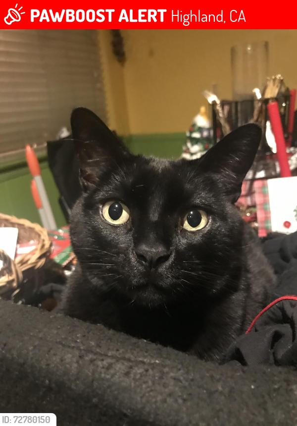 Lost Male Cat last seen Wadsworth & Holly Vista, Highland, CA 92346