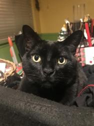 Lost Male Cat last seen Wadsworth & Holly Vista, Highland, CA 92346