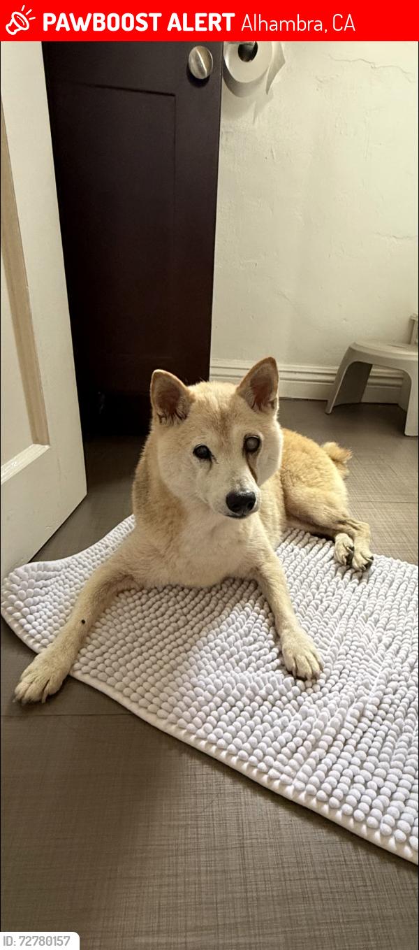 Lost Female Dog last seen Near Elm St, Alhambra (Driveway), Alhambra, CA 91801