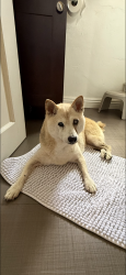 Lost Female Dog last seen Near Elm St, Alhambra (Driveway), Alhambra, CA 91801