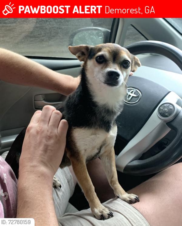 Lost Female Dog last seen Georgia Street, Piedmont University, Demorest, GA 30535