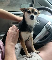 Lost Female Dog last seen Georgia Street, Piedmont University, Demorest, GA 30535