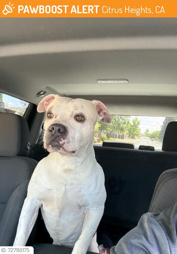 Found/Stray Male Dog last seen Lichen and Whyte, Citrus Heights, CA 95621