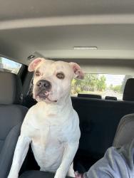 Found/Stray Male Dog last seen Lichen and Whyte, Citrus Heights, CA 95621