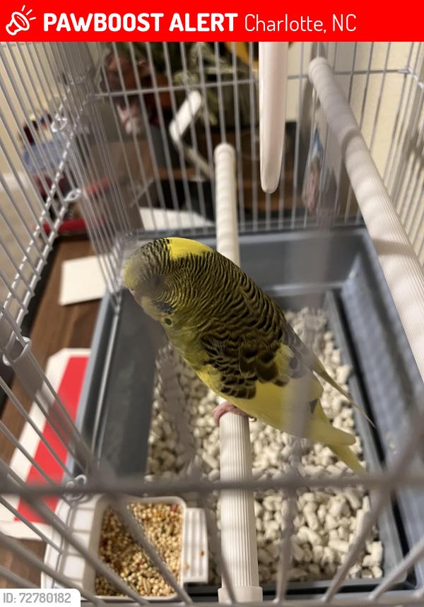 Lost Female Bird last seen Balcony apmt 5355 Pinehurst park dr providence road , Charlotte, NC 28211