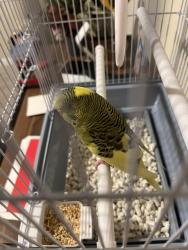 Lost Female Bird last seen Balcony apmt 5355 Pinehurst park dr providence road , Charlotte, NC 28211