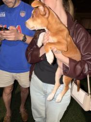 Found/Stray Female Dog last seen West fourth and Harrison around the corner from zenos , Columbus, OH 43201