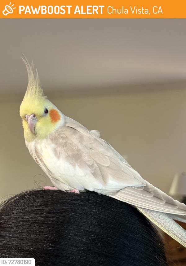 Found/Stray Unknown Bird last seen Lane Ave , Chula Vista, CA 91914