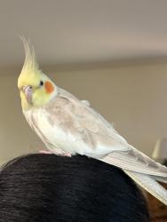 Found/Stray Unknown Bird last seen Lane Ave , Chula Vista, CA 91914