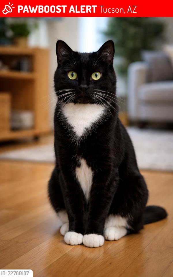 Lost Female Cat last seen N 1st Ave and River Rd, Tucson, AZ 85718