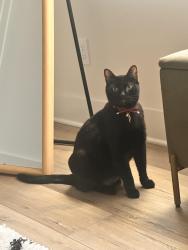 Lost Male Cat last seen Highway 6 and meadowfiled rd, Lexington, SC 29073