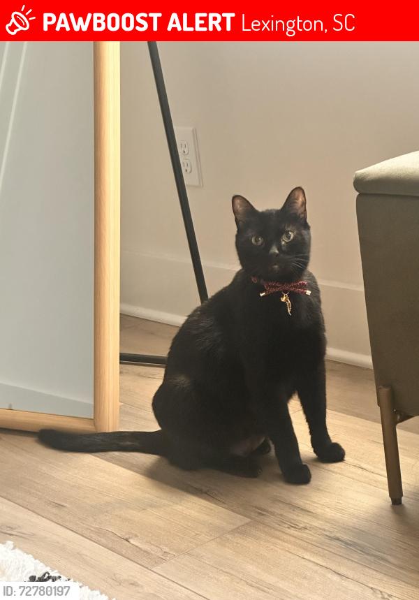 Lost Male Cat last seen Highway 6 and meadowfiled rd, Lexington, SC 29073