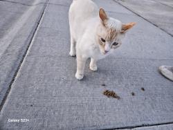 Found/Stray Unknown Cat last seen Marble Front Road Caldwell, Caldwell, ID 83605